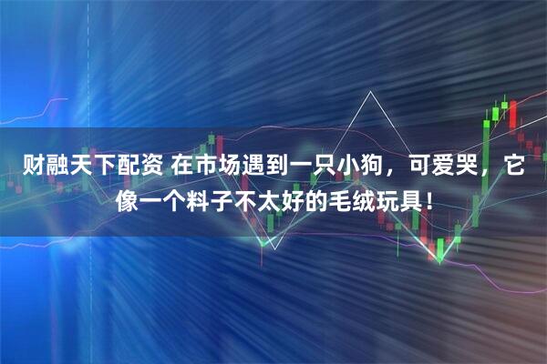 财融天下配资 在市场遇到一只小狗，可爱哭，它像一个料子不太好的毛绒玩具！